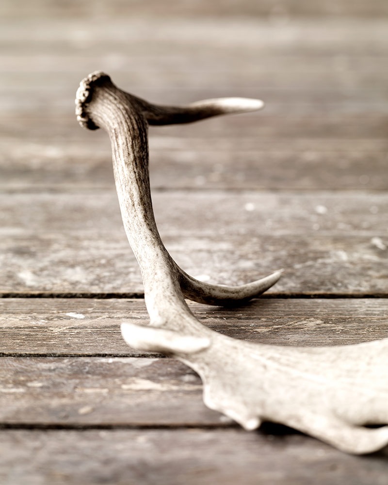 Mindre bein og gevirer kan gi et røft, naturlig uttrykk til boligen